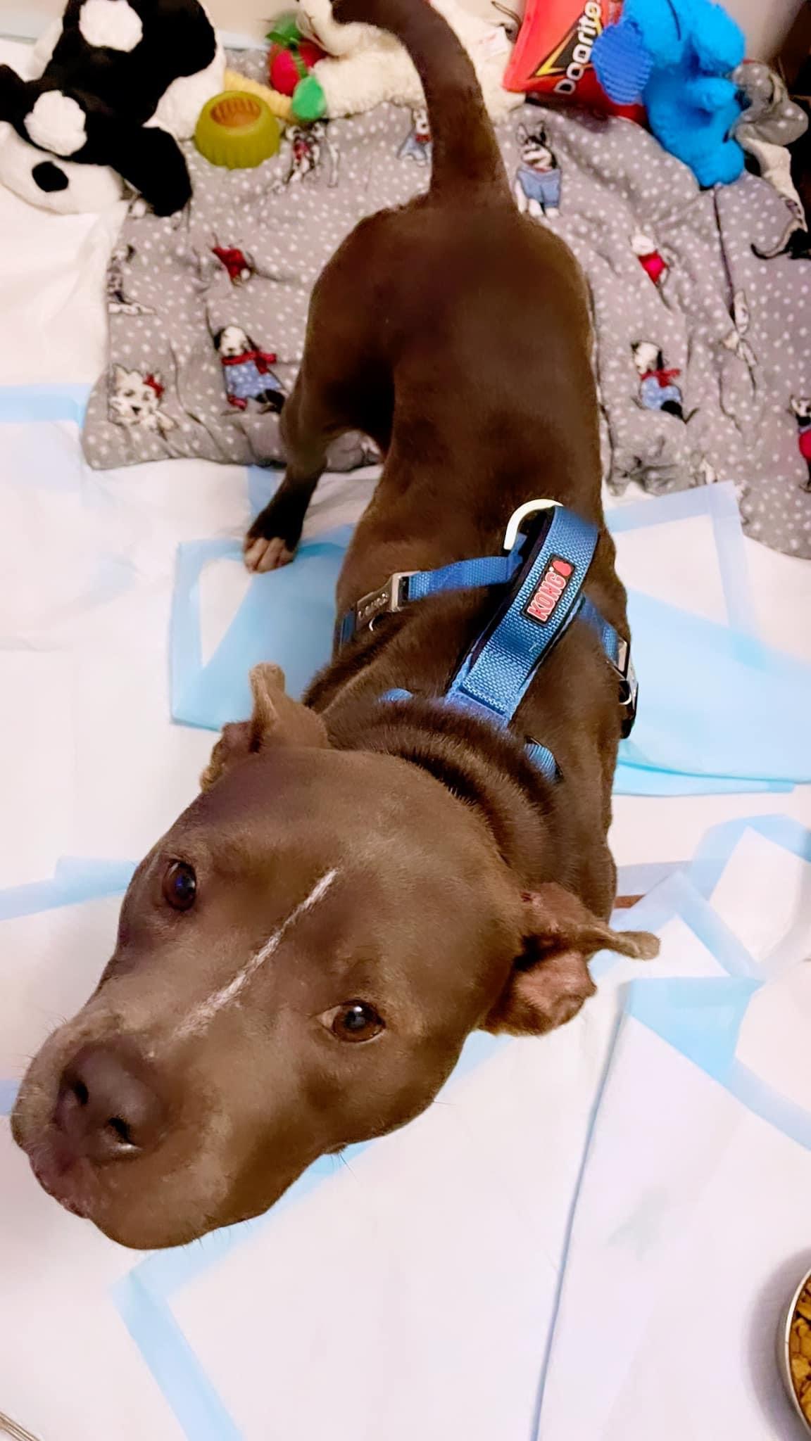 Enlarge Ripley, a Adoptable Miniature Bull Terrier in Inez, TX image 2/3