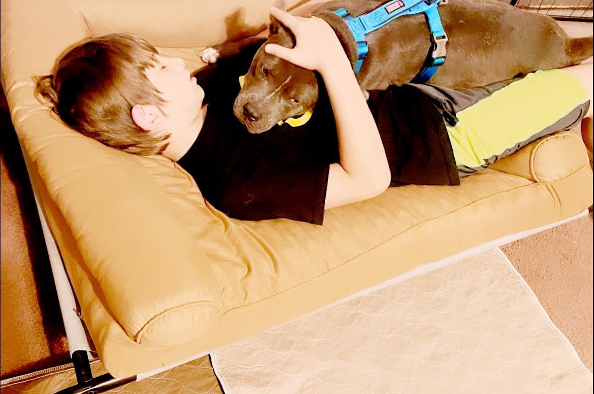 Enlarge Ripley, a Adoptable Miniature Bull Terrier in Inez, TX image 3/3