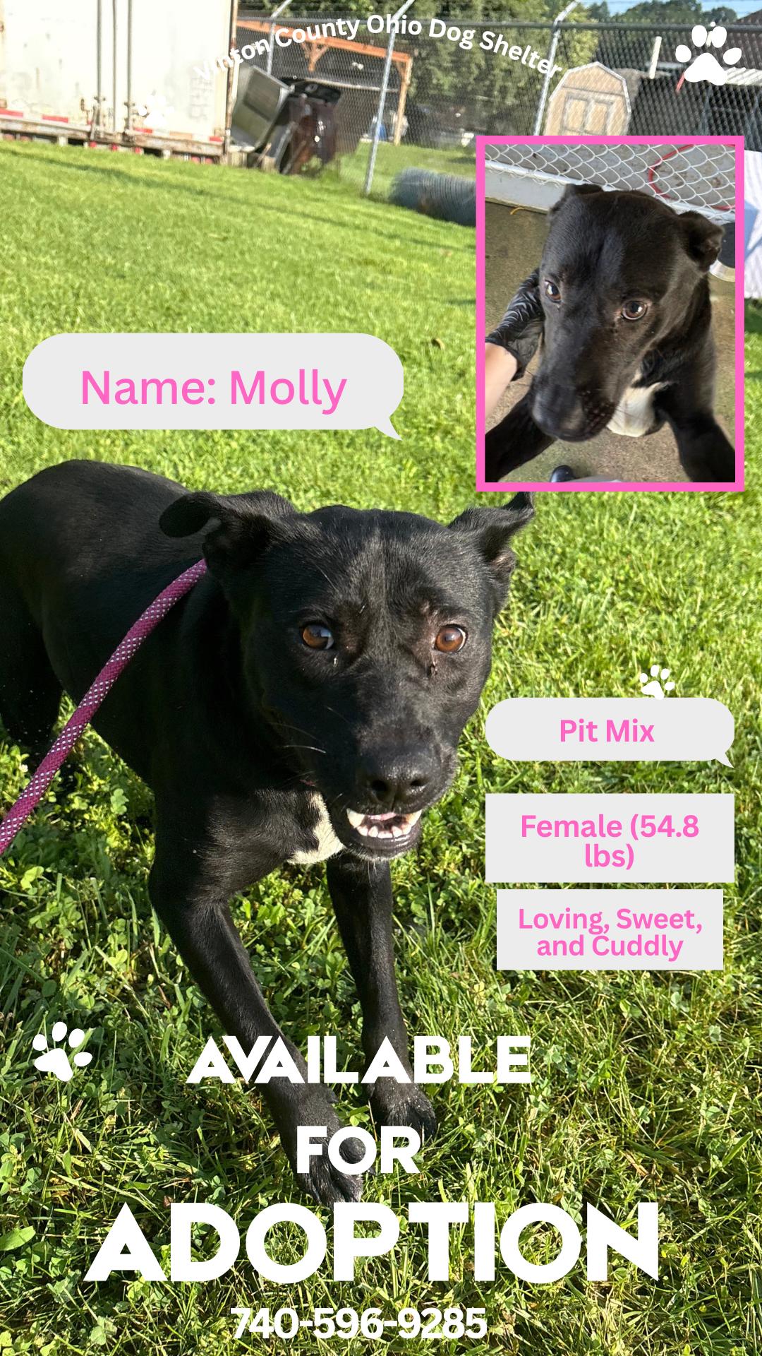 Enlarge Molly, a Adoptable mixed breed in McArthur, OH image 1/1