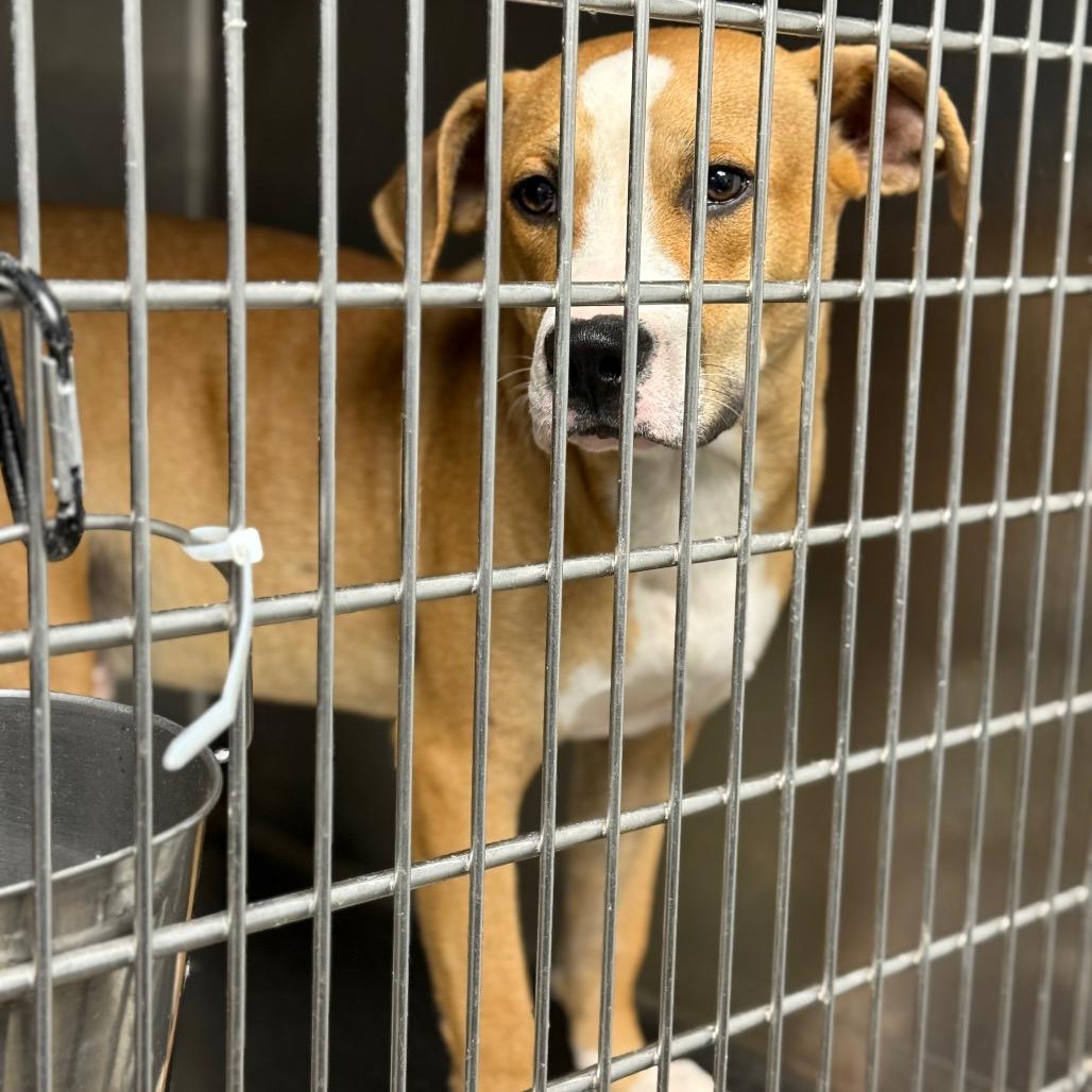 Inferno, Adoptable, Young Male Pit Bull Terrier.