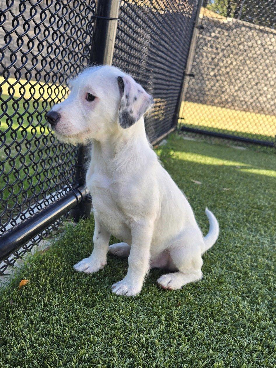 Enlarge Curly, a ADOPTABLE mixed breed in Daphne, AL image 2/4