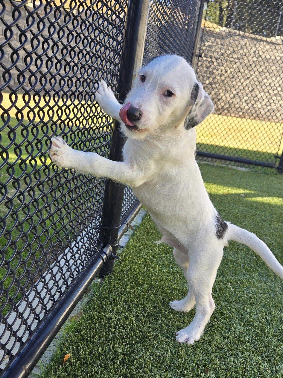 Enlarge Curly, a ADOPTABLE mixed breed in Daphne, AL image 4/4