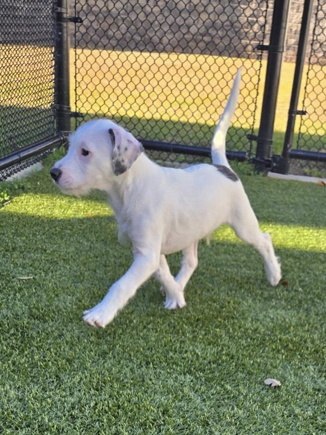 Enlarge Curly, a ADOPTABLE mixed breed in Daphne, AL image 3/4