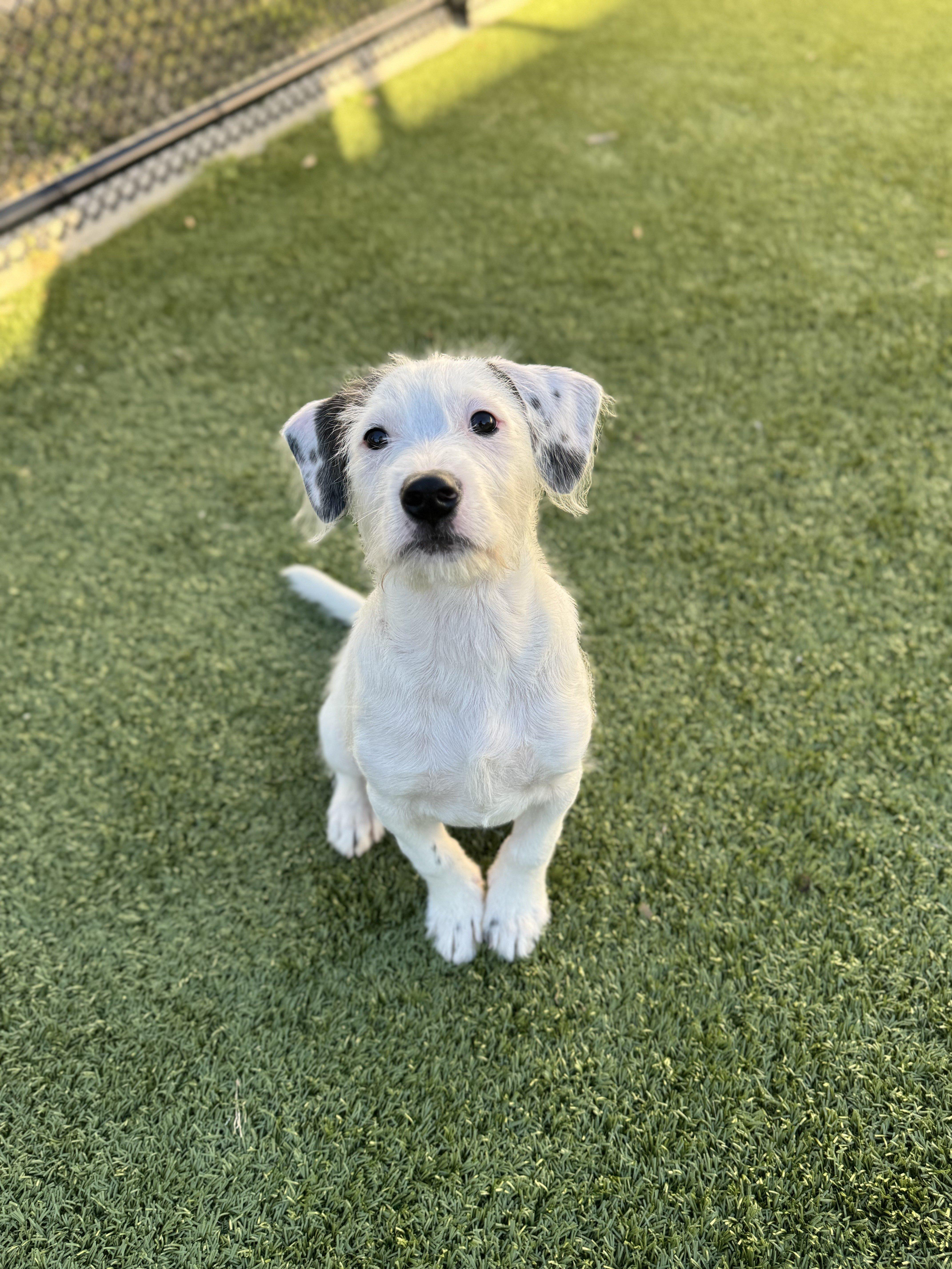 Curly, ADOPTABLE, Young Male Standard Schnauzer.