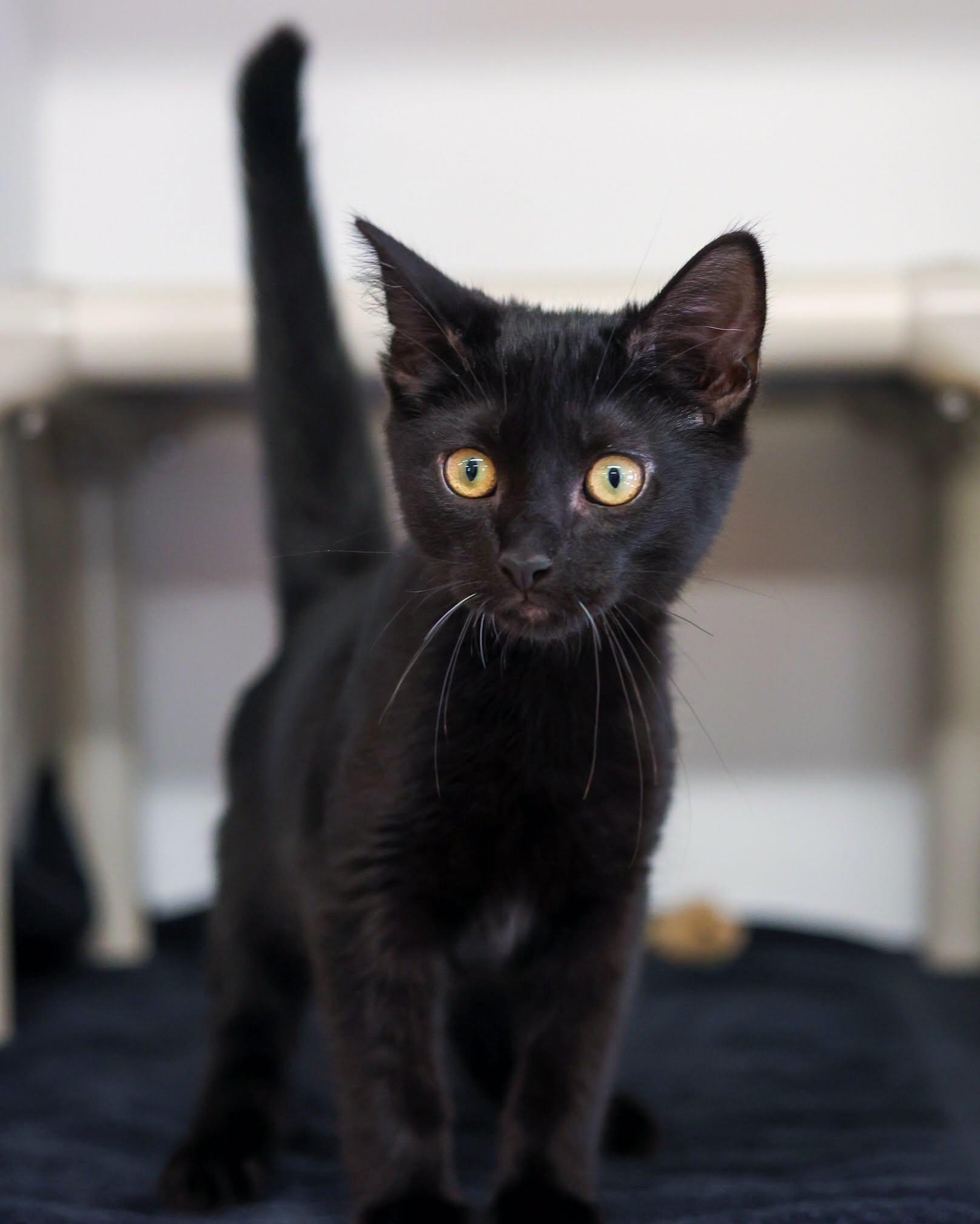 VERA FANG (0543), adopted, Young Female Domestic Short Hair.
