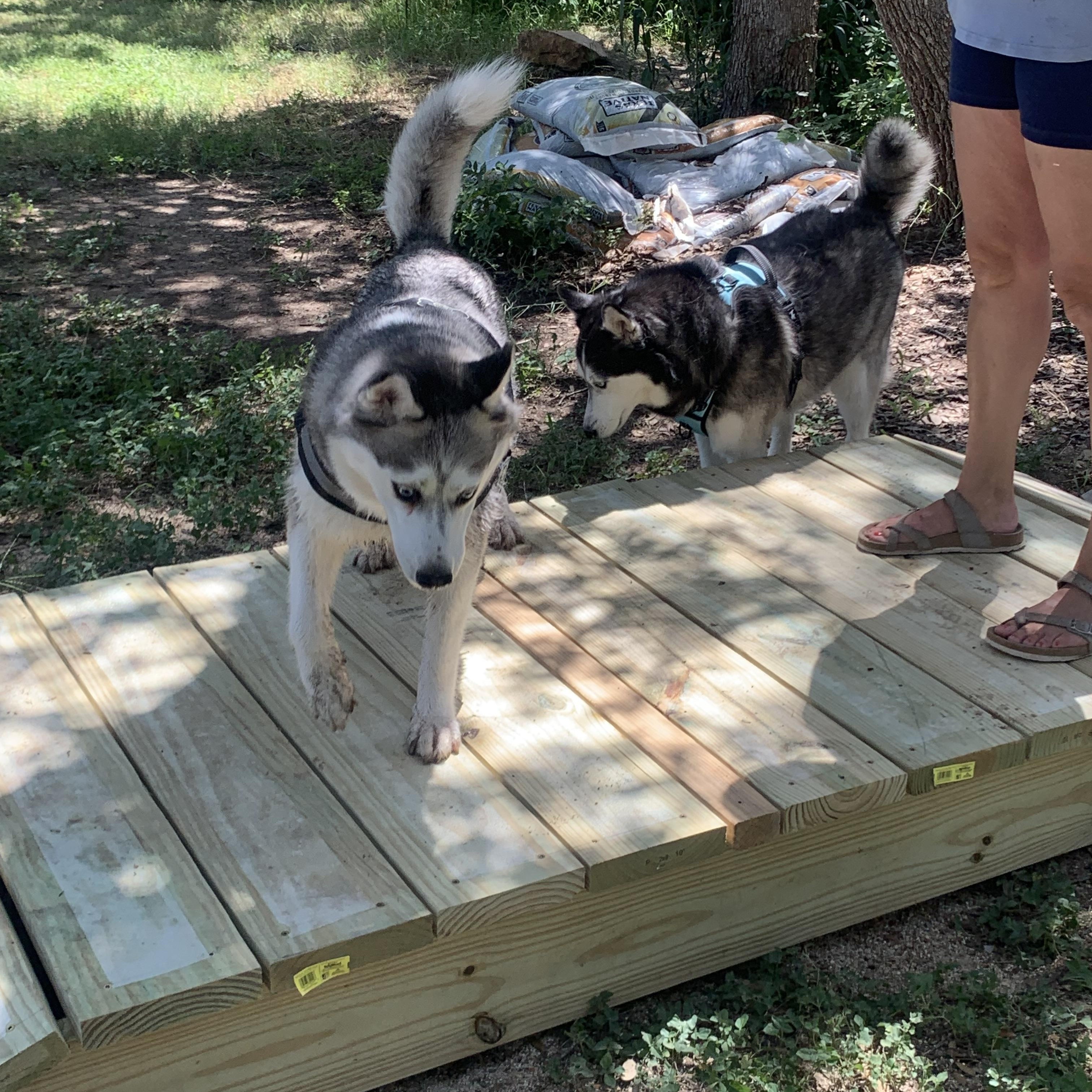 Luna, a Adoptable Siberian Husky in Pflugerville, TX image 4/5