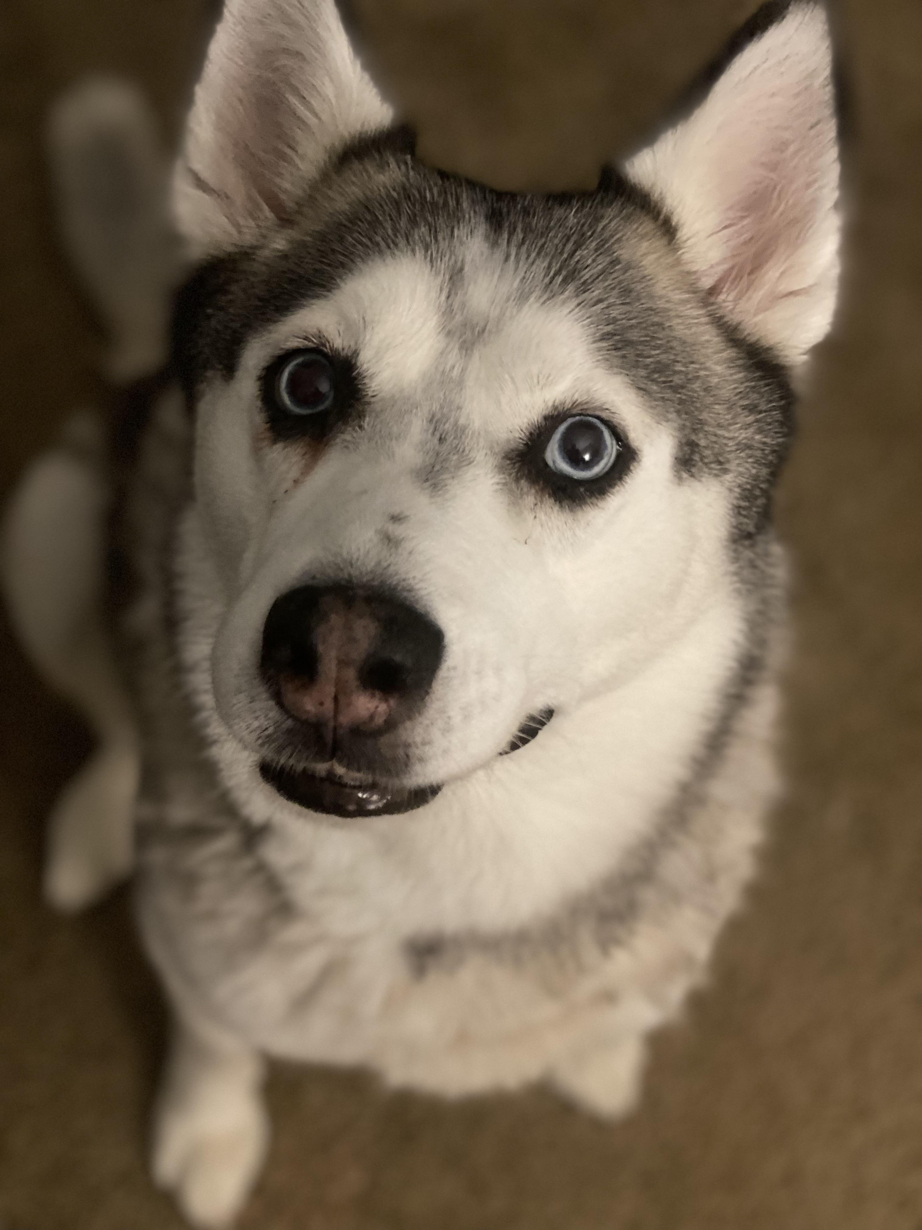Luna, a Adoptable Siberian Husky in Pflugerville, TX image 2/5