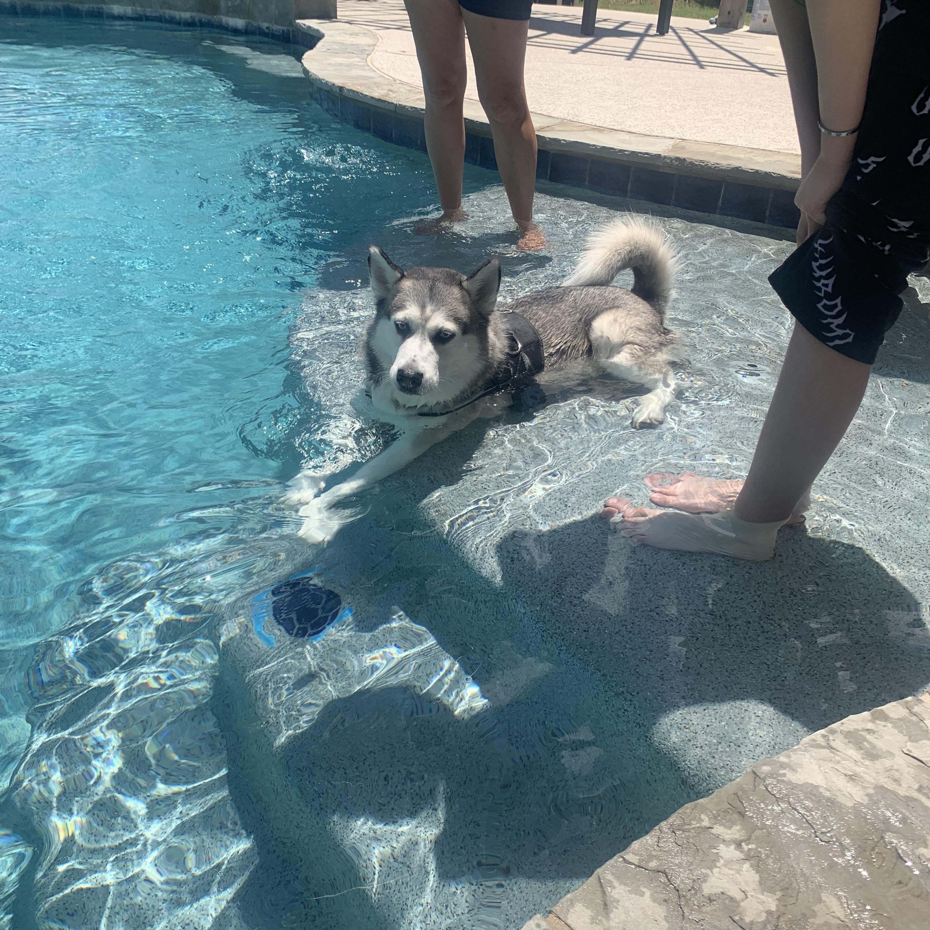 Luna, a Adoptable Siberian Husky in Pflugerville, TX image 1/5