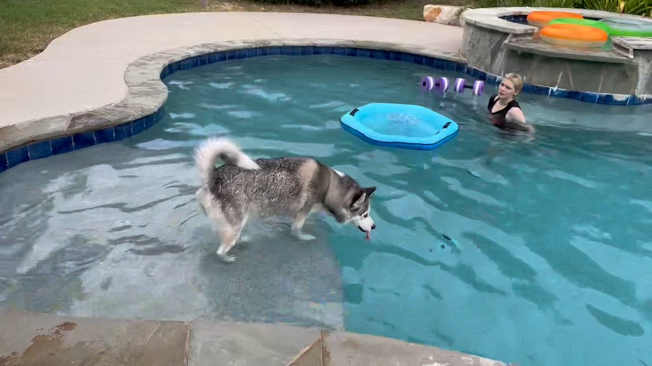 Enlarge Luna, a Adoptable Siberian Husky in Pflugerville, TX video 5/5