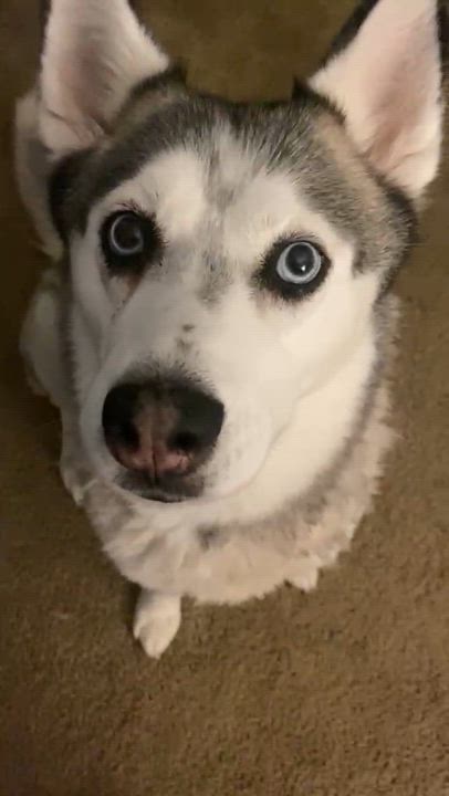 Enlarge Luna, a Adoptable Siberian Husky in Pflugerville, TX video 3/5