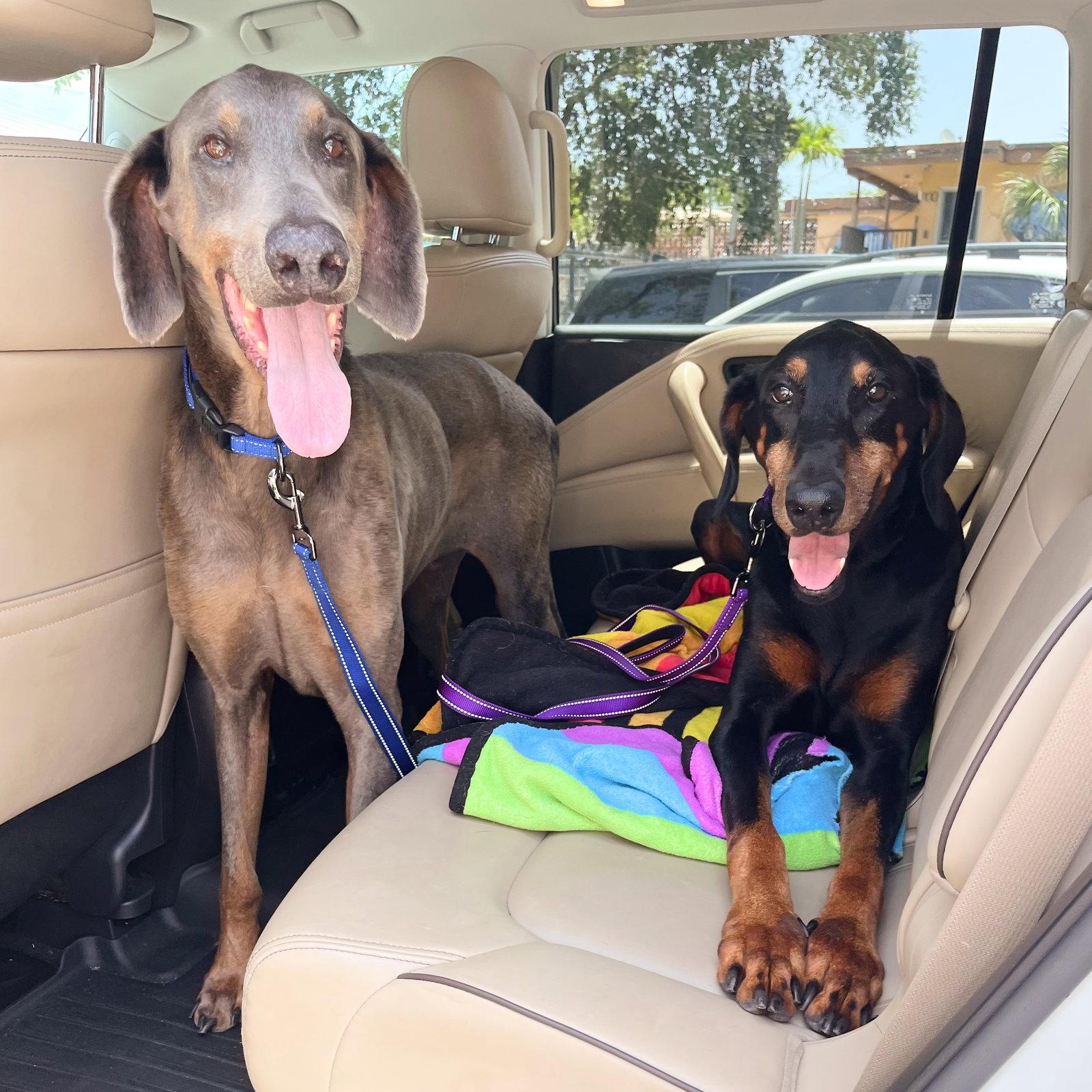 Milo 3586, Adoptable, Young Male Doberman Pinscher.