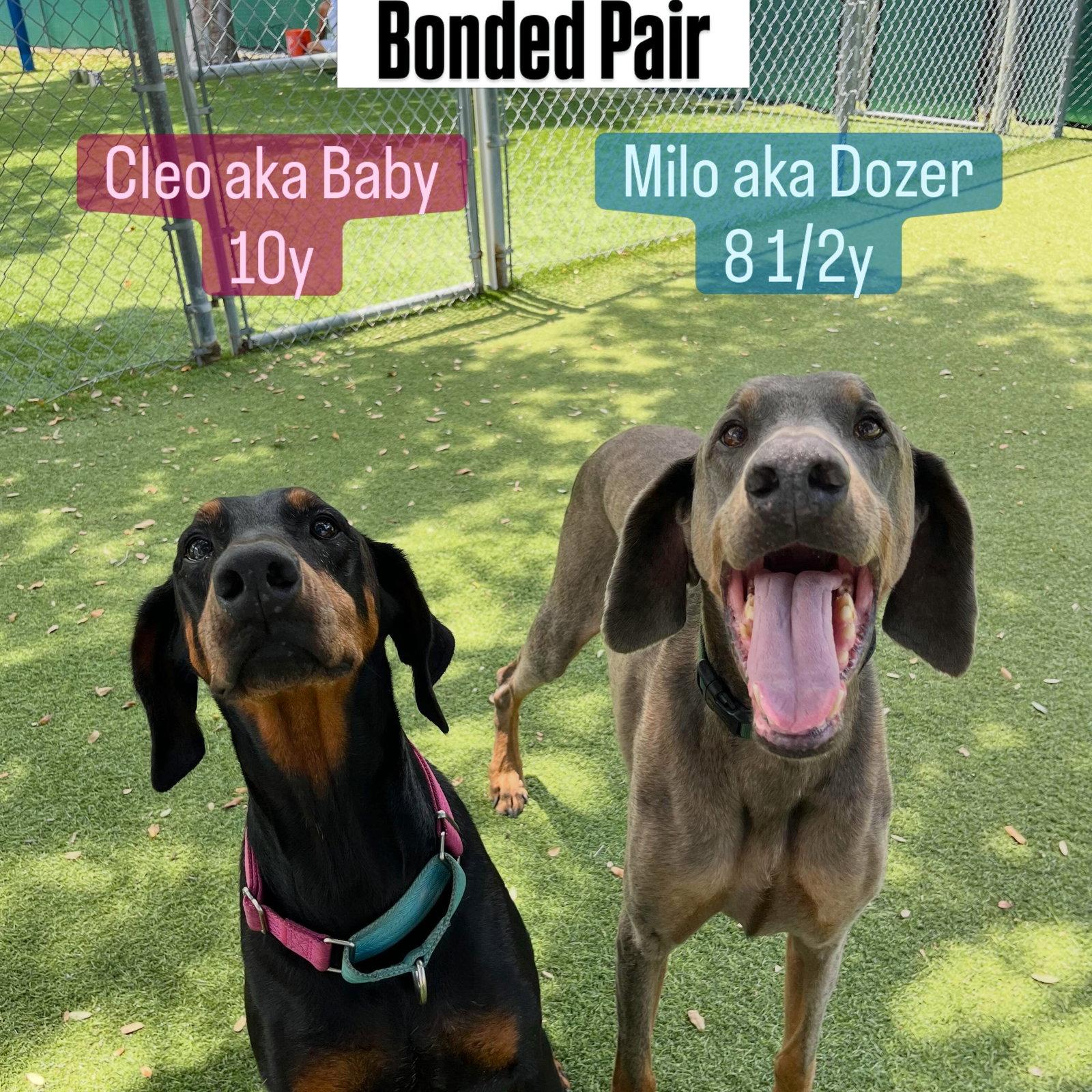 Milo 3586, a Adoptable Doberman Pinscher in Oakland Park, FL image 1/3