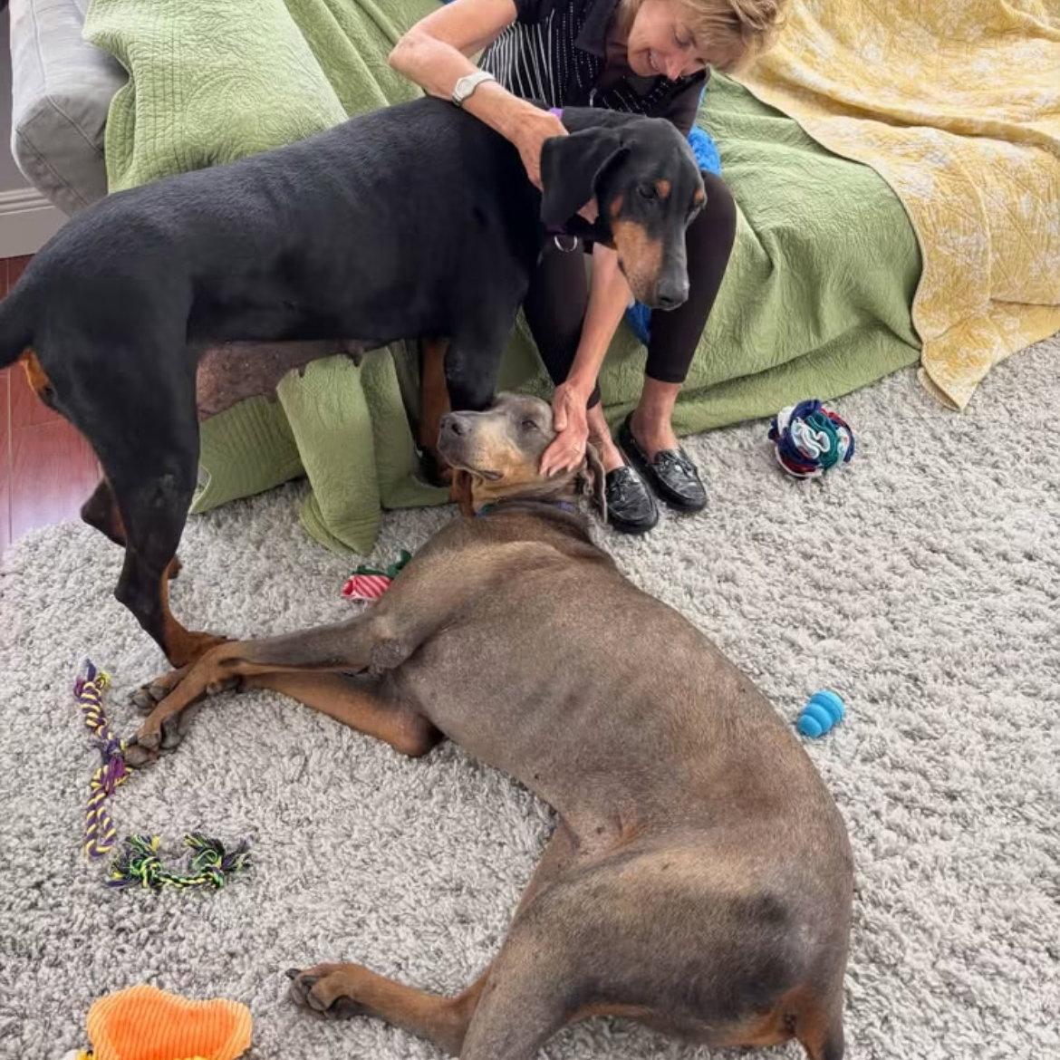 Milo 3586, a Adoptable Doberman Pinscher in Oakland Park, FL image 2/3