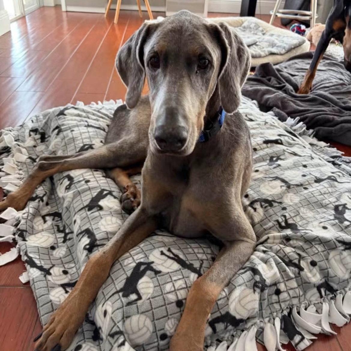 Milo 3586, a Adoptable Doberman Pinscher in Oakland Park, FL image 3/3