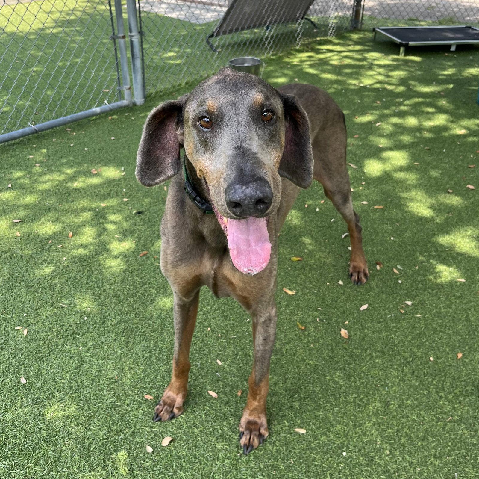 Milo 3586, a Adoptable Doberman Pinscher in Oakland Park, FL image 3/3