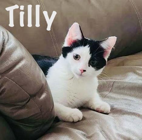 Enlarge Tilly & Pip, a Adoptable Domestic Short Hair in St. Clair, MI image 1/3