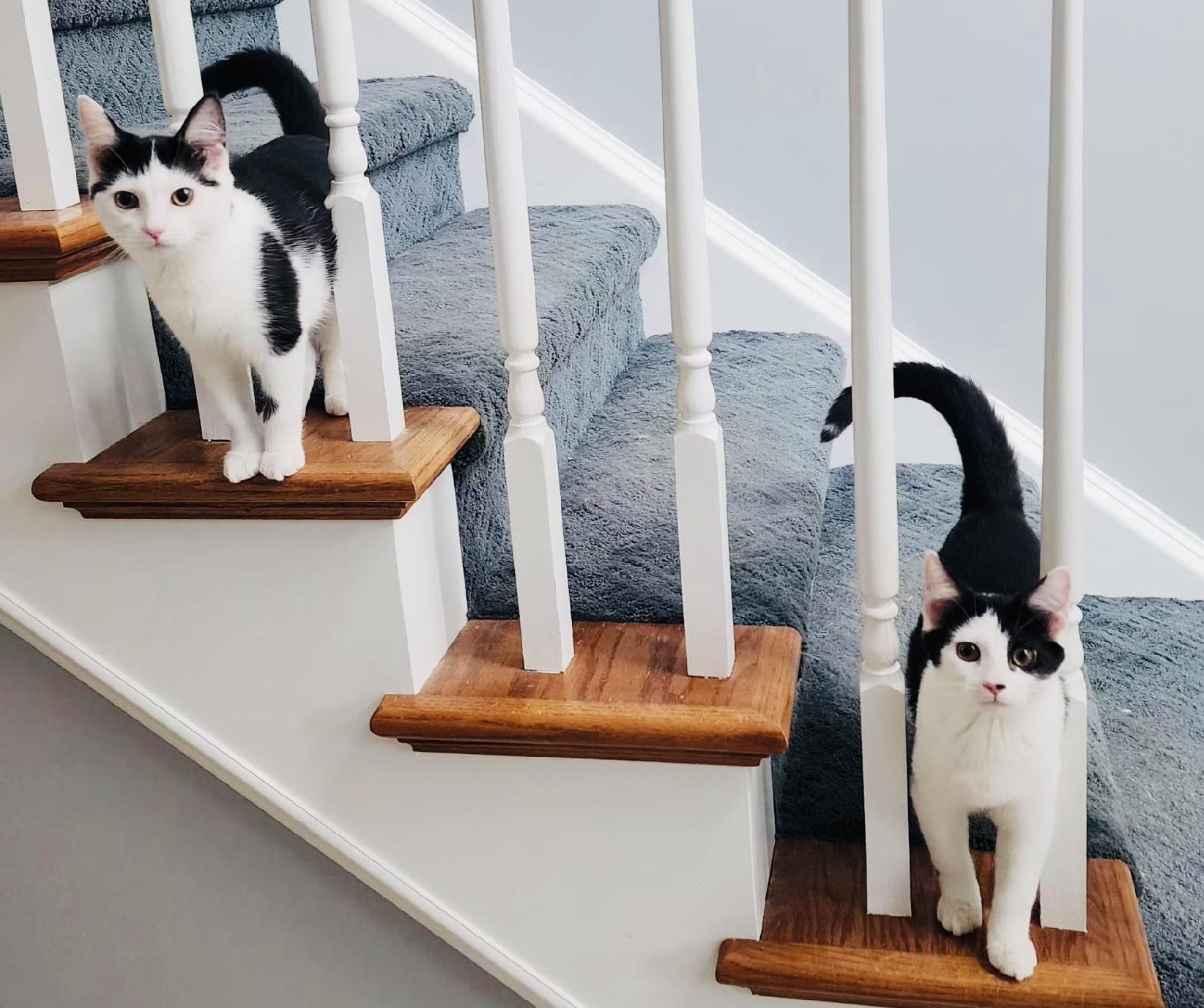 Enlarge Tilly & Pip, a Adoptable Domestic Short Hair in St. Clair, MI image 2/3