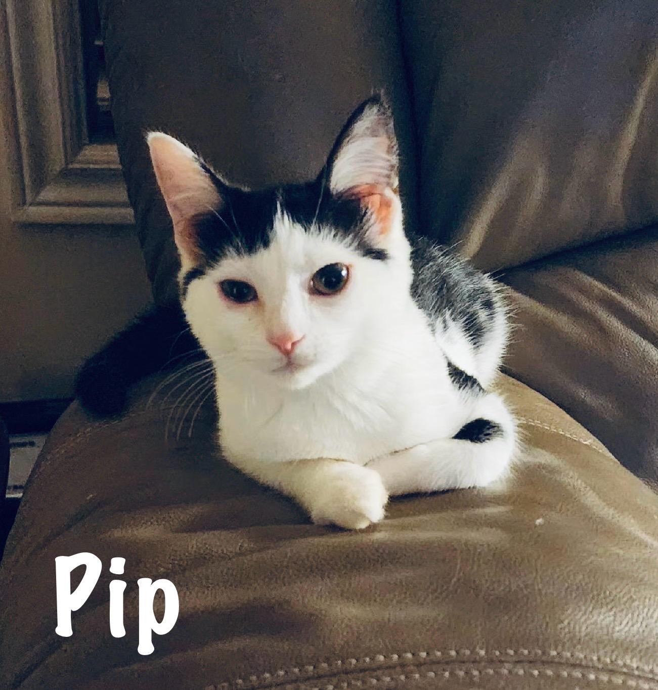 Enlarge Tilly & Pip, a Adoptable Domestic Short Hair in St. Clair, MI image 3/3