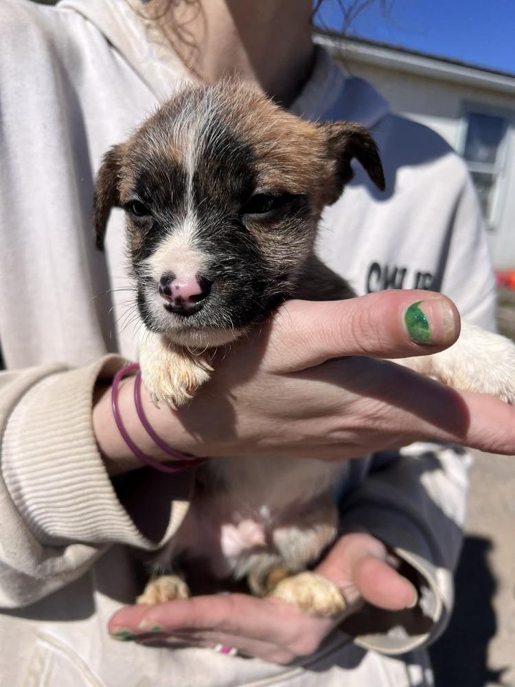 Enlarge Bagel, a Adoptable mixed breed in Cortez, CO image 1/2