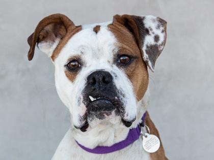 Blaze, Adoptable, Young Female American Bulldog & Mixed Breed.