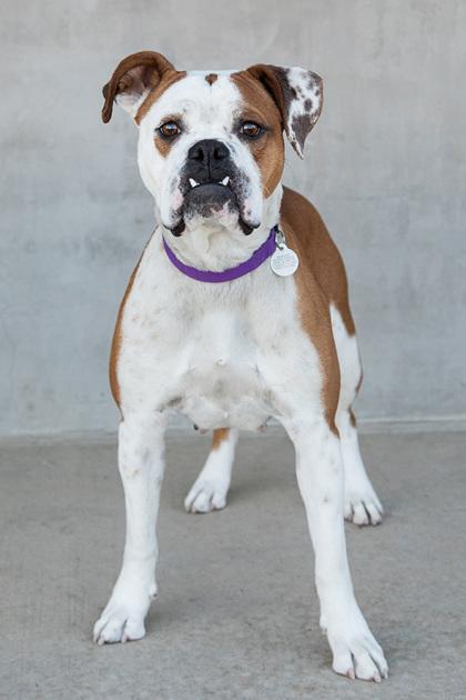 Enlarge Blaze, a Adoptable mixed breed in Longmont, CO image 2/3