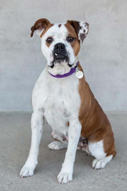 Enlarge Blaze, a Adoptable mixed breed in Longmont, CO image 3/3
