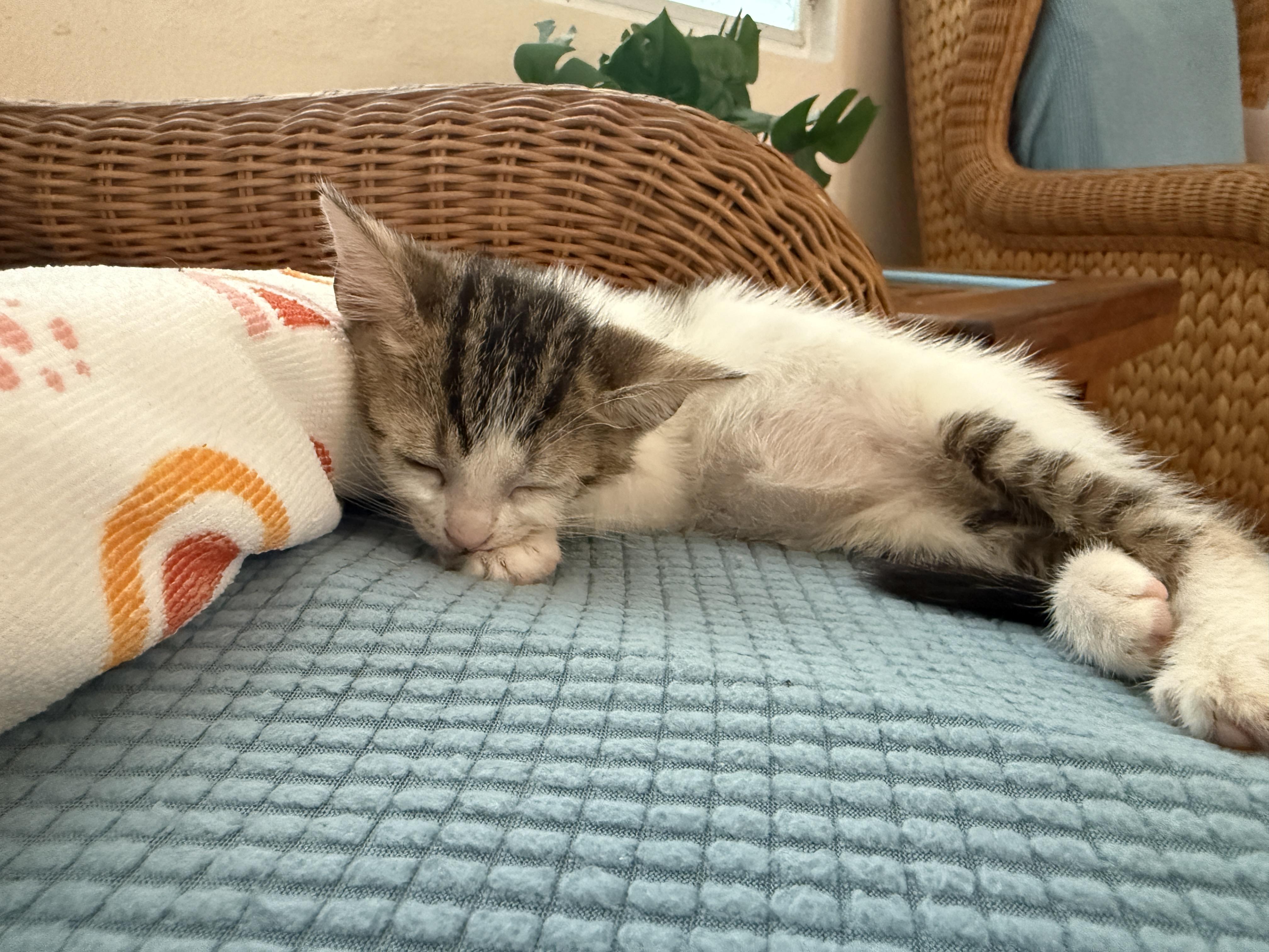 Pearl, adopted, Kitten Female Domestic Short Hair.