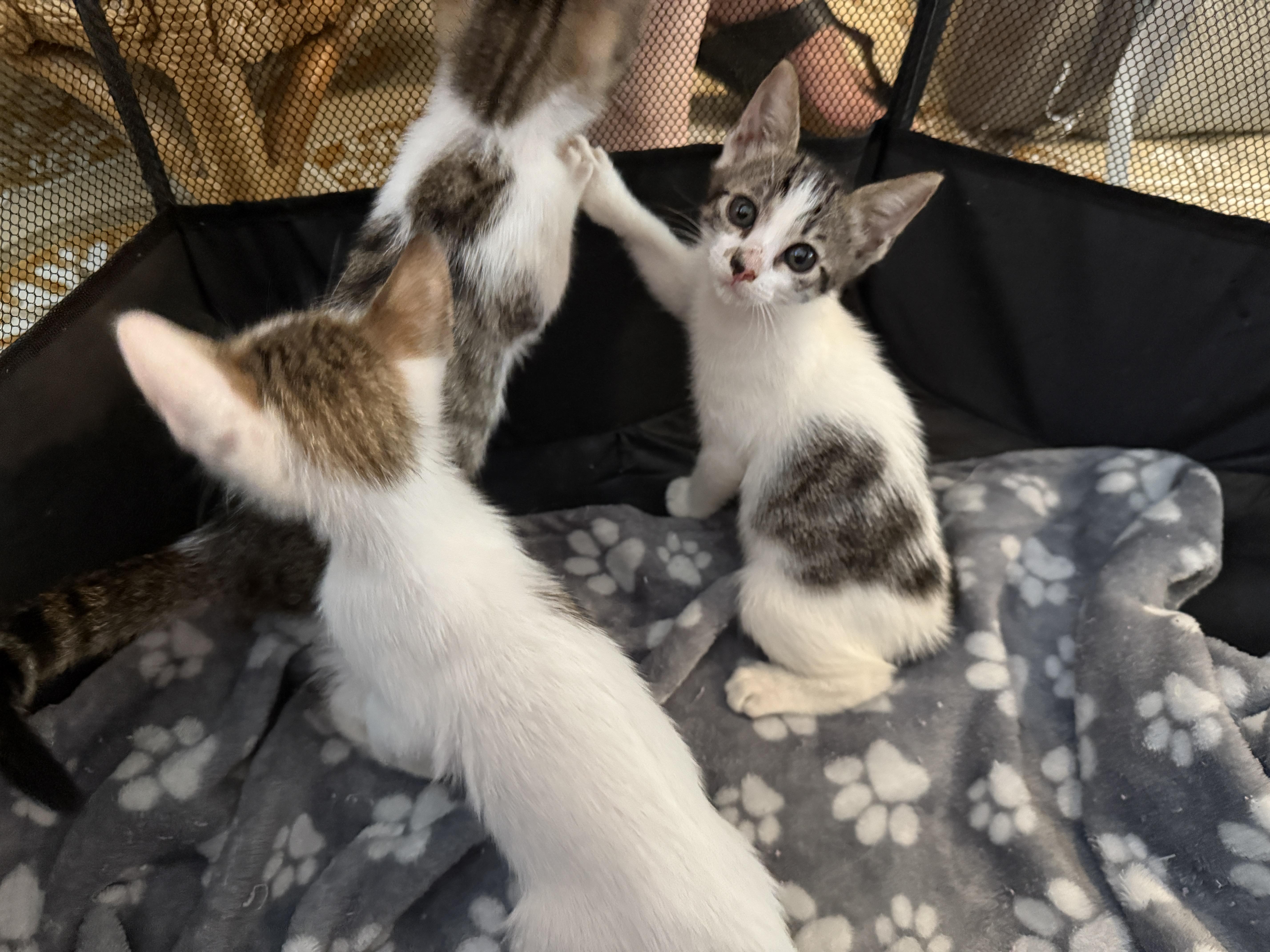 Enlarge Pearl, an adopted Domestic Short Hair in Princeton, NJ image 3/4