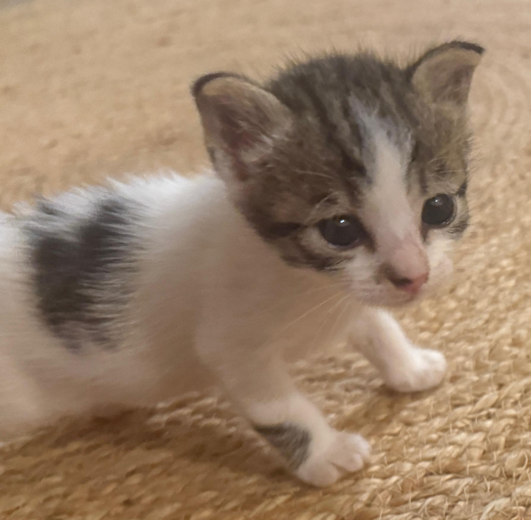 Enlarge Pearl, an adopted Domestic Short Hair in Princeton, NJ image 4/4