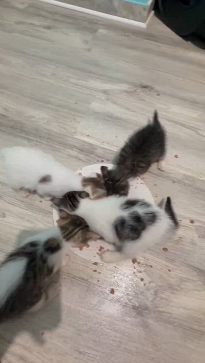 Enlarge Pearl, an adopted Domestic Short Hair in Princeton, NJ video 1/4