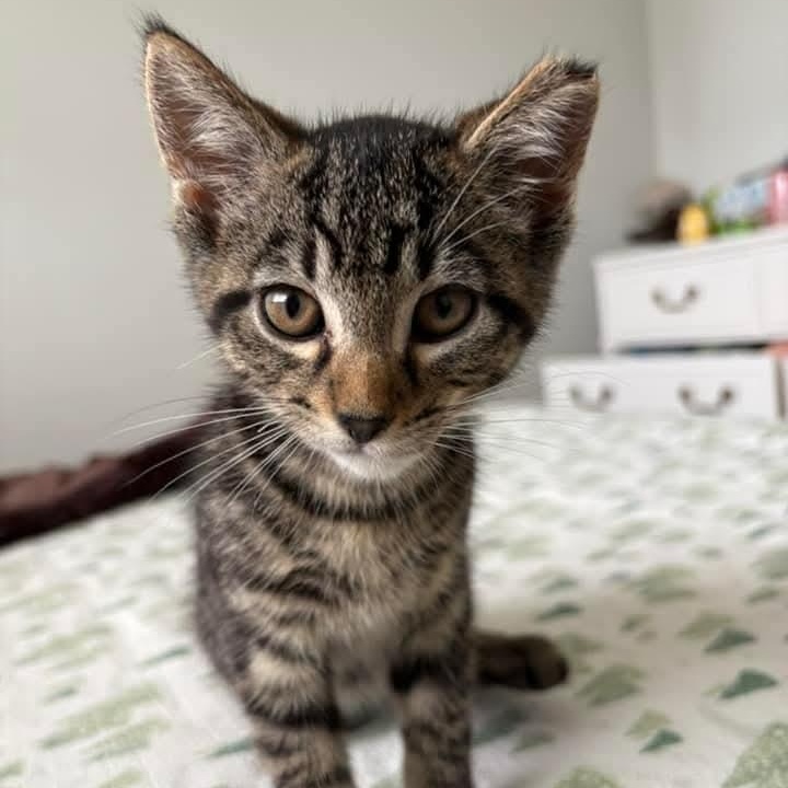 Cat for adoption - Ziti & Cocoa Pebbles *The Purrfect Girl