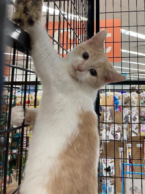 Enlarge Wilburette, a Adopted Domestic Medium Hair in Somerset, KY image 2/2