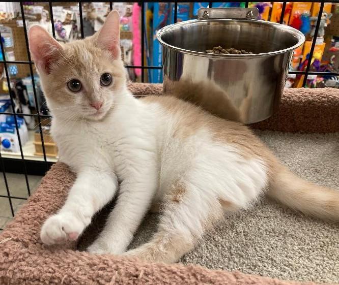 Wilburette, Adopted, Kitten Female Domestic Medium Hair.