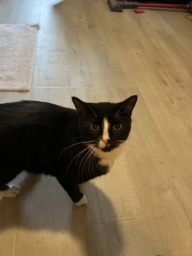 Sylvester, Adoptable, Adult Male Domestic Short Hair.