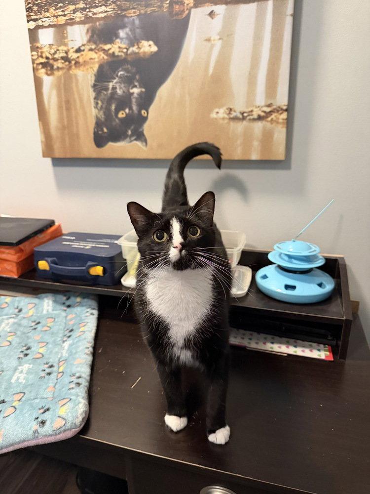 Sylvester, a Adoptable Domestic Short Hair in O'Fallon, MO image 2/3