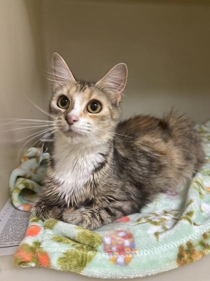 Mango Tango, Adoptable, Kitten Female Domestic Short Hair & Domestic Short Hair.