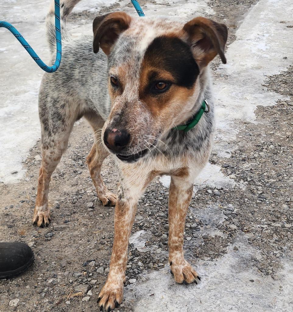 Race, Adoptable, Young Male Mixed Breed.