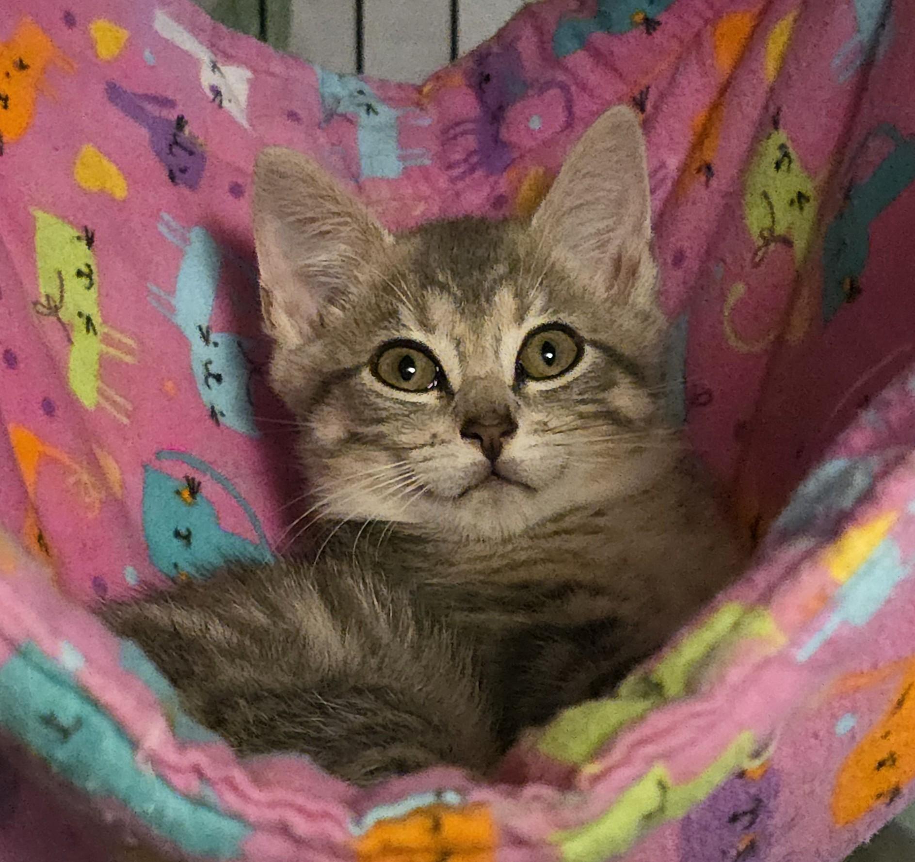 PEBBLES, a Adoptable Domestic Short Hair in Saddle River, NJ image 2/5