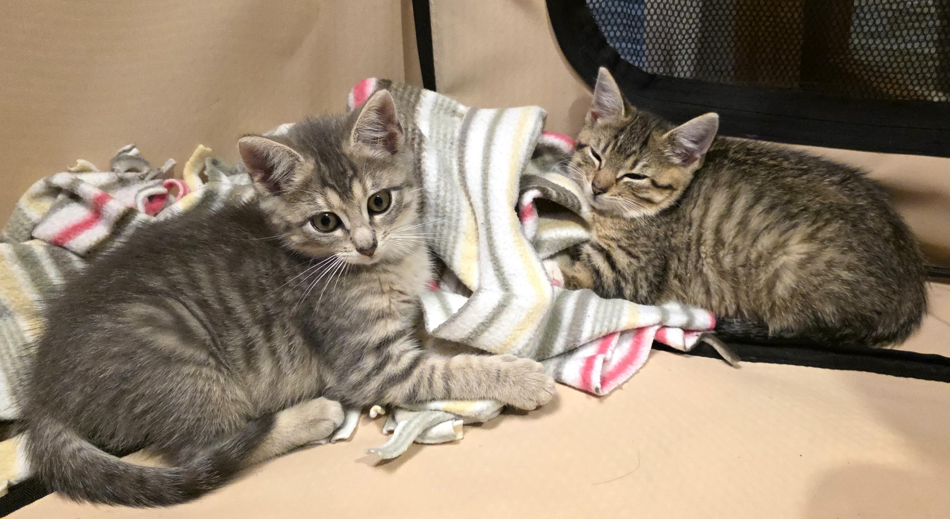 PEBBLES, a Adoptable Domestic Short Hair in Saddle River, NJ image 4/5