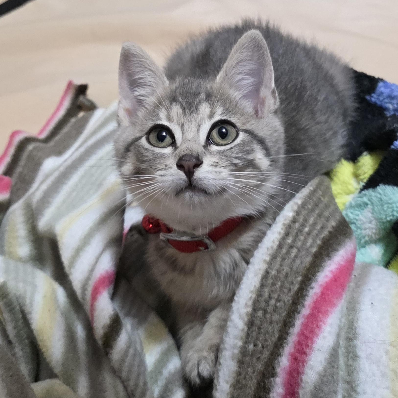 PEBBLES, a Adoptable Domestic Short Hair in Saddle River, NJ image 1/5