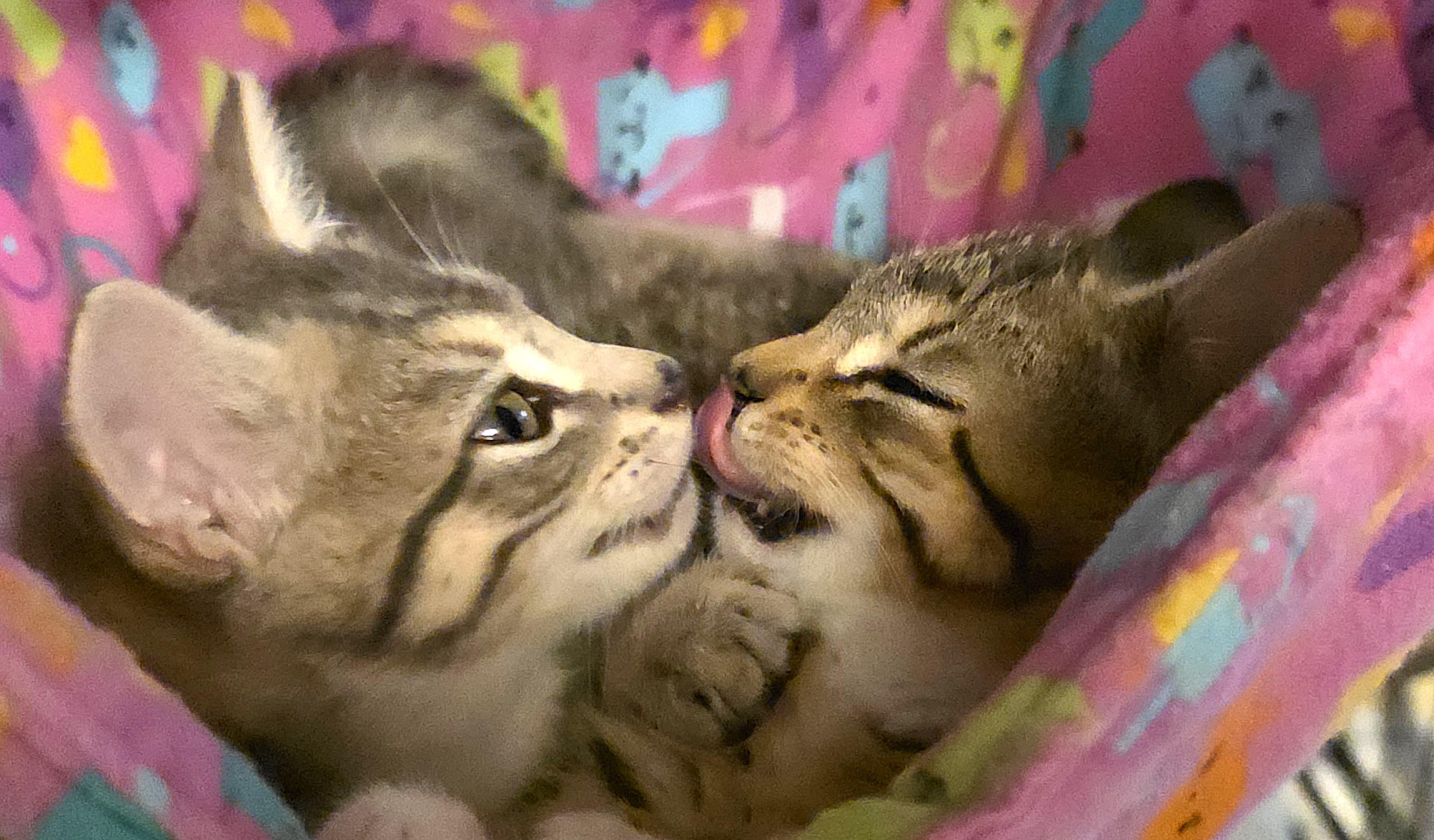 PEBBLES, a Adoptable Domestic Short Hair in Saddle River, NJ image 5/5