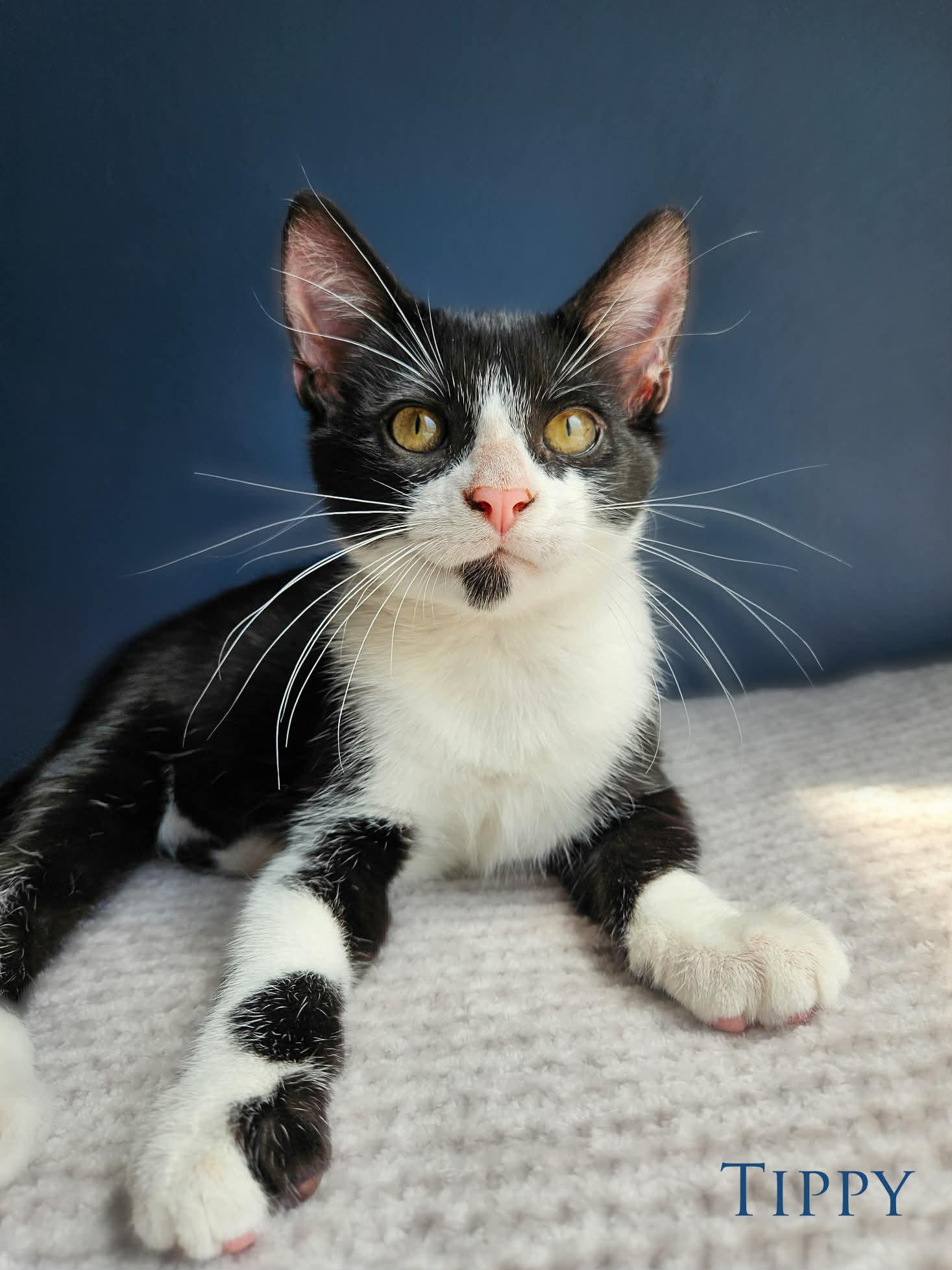 Tippy, ADOPTABLE, Kitten Male Domestic Short Hair.