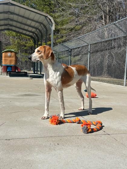 Enlarge Daisey, a Adoptable mixed breed in King William, VA image 1/2