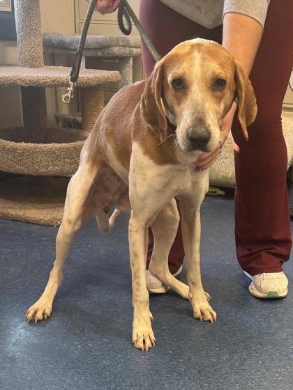 Enlarge Daisey, a Adoptable mixed breed in King William, VA image 2/2