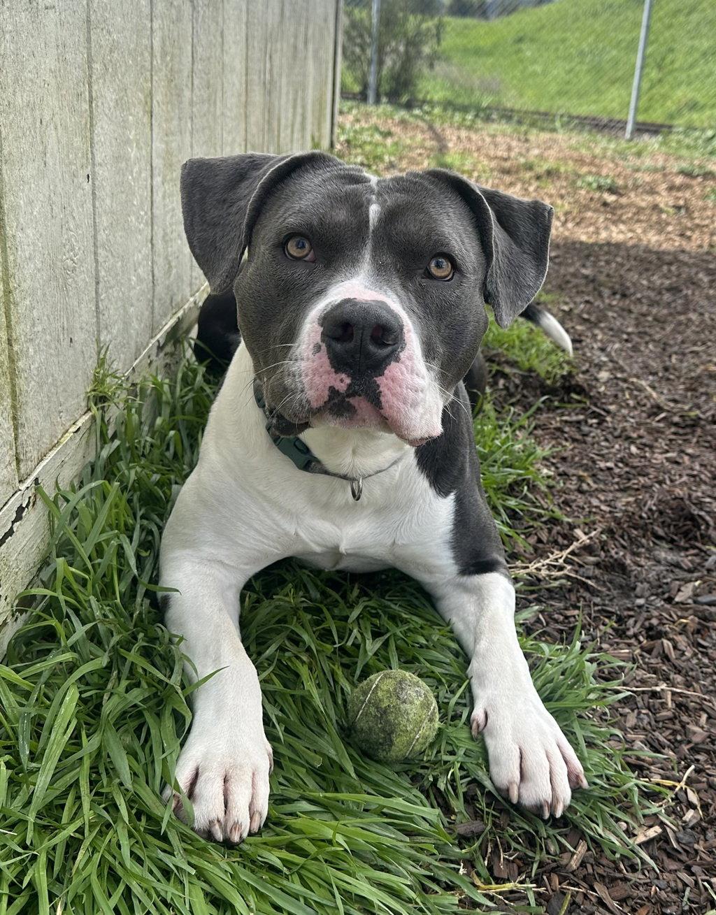 Broccoli 51807, Adoptable, Adult Male American Staffordshire Terrier.