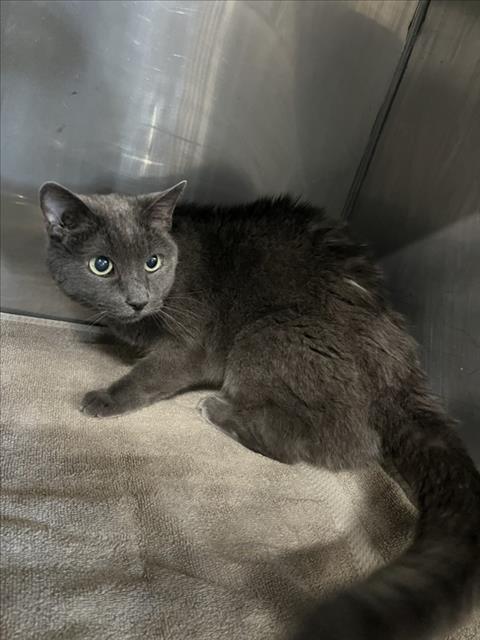 Enlarge LAVENDER, a Adoptable Domestic Short Hair in Woodland, CA image 1/1