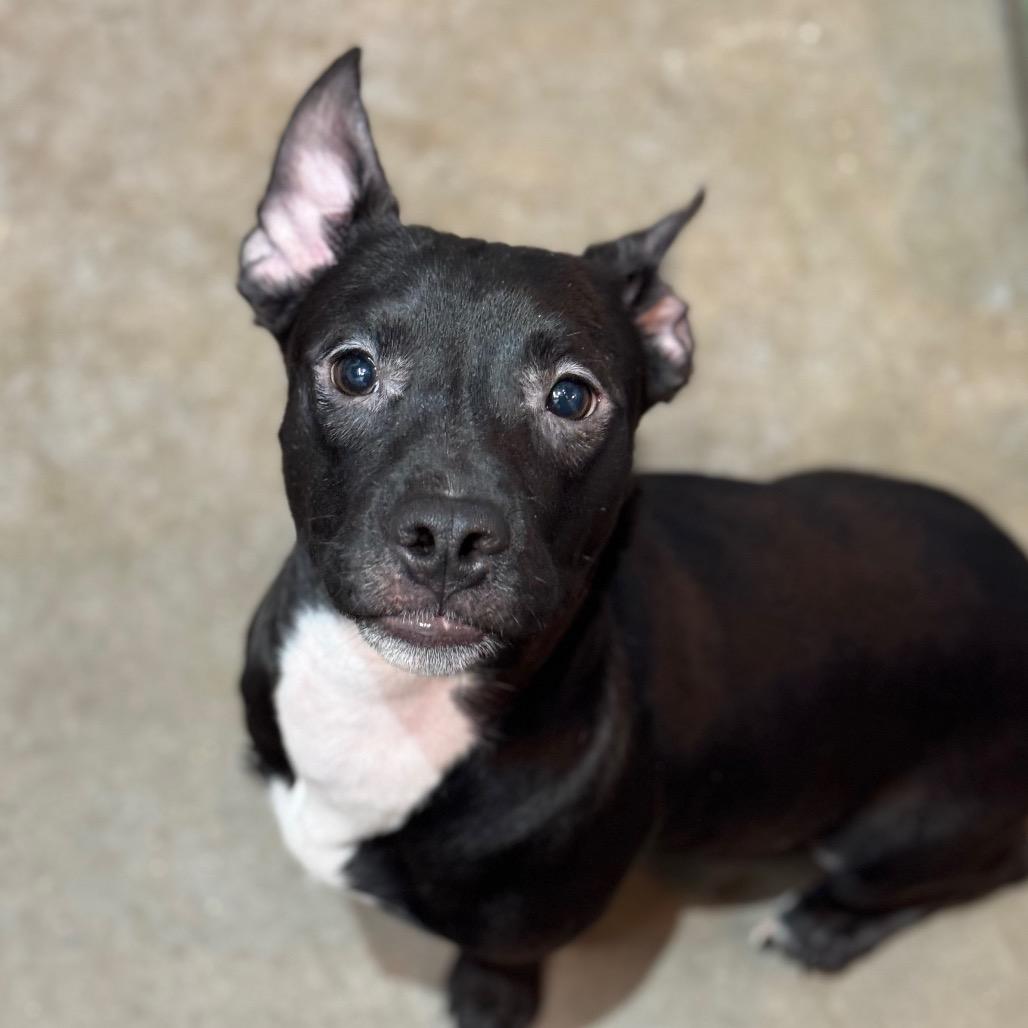 Enlarge Haze, a Adoptable mixed breed in Mankato, MN image 1/1