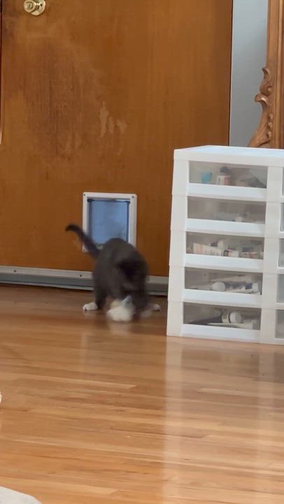 Enlarge Sally - (ab), an adopted mixed breed in Burlington, WA video 5/5
