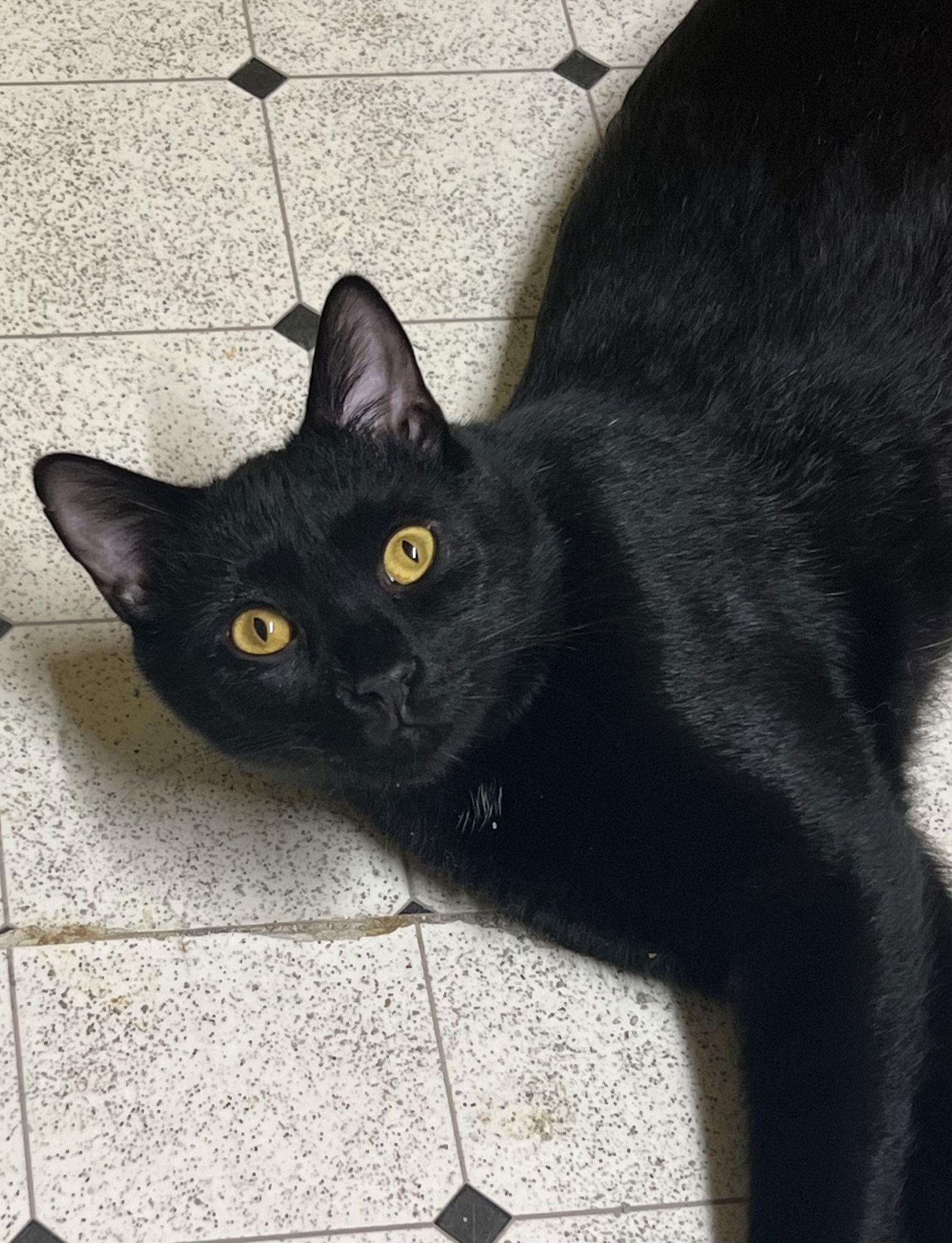 Sheldon, Adoptable, Young Male Domestic Short Hair.