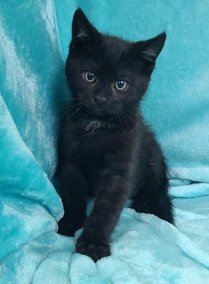 Enlarge 7056 (Roco), a Adopted Domestic Short Hair in Lake City, MI image 1/1